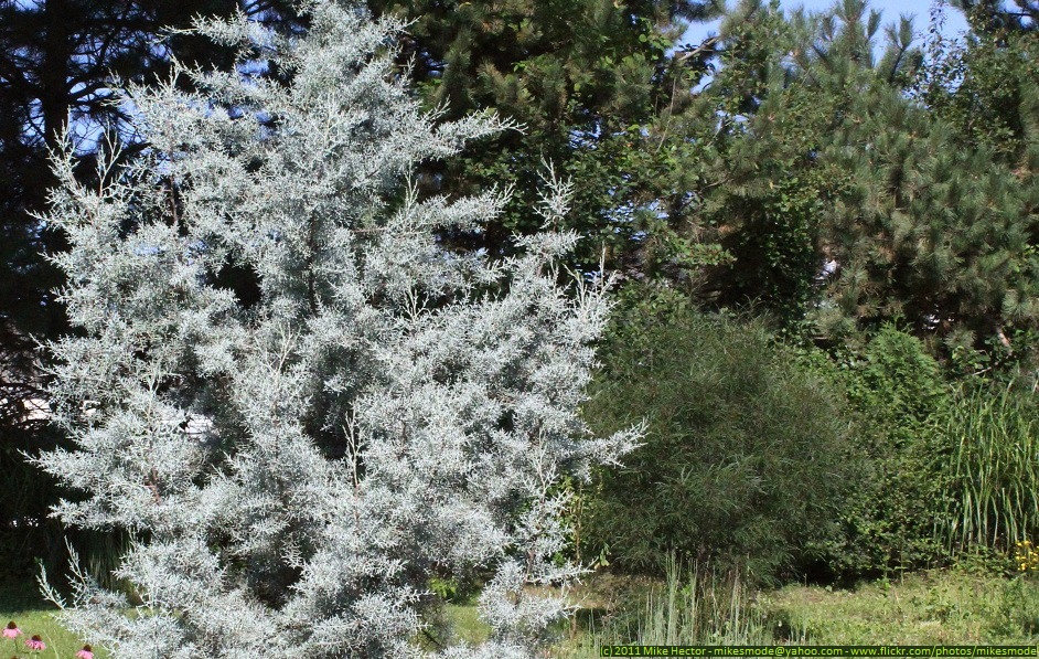 Cupressus Arizonica